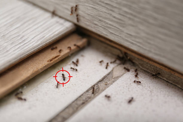 Best Pest Inspection Near Me  in Harlowton, MT