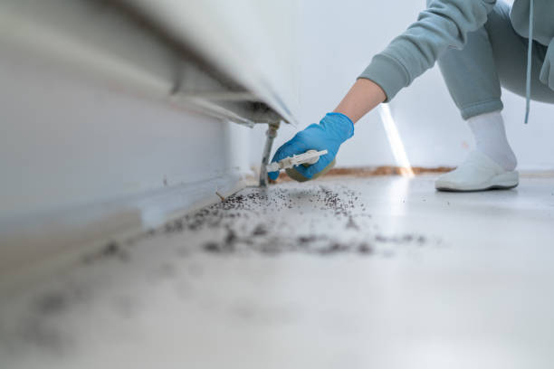 Best Pest Control Near Me  in Harlowton, MT